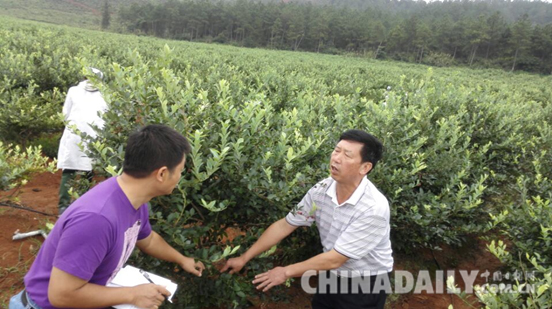 江西蓝晶农业：助力安福打造世界蓝莓之乡
