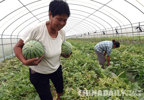 廊坊文安：发展设施农业助农增收