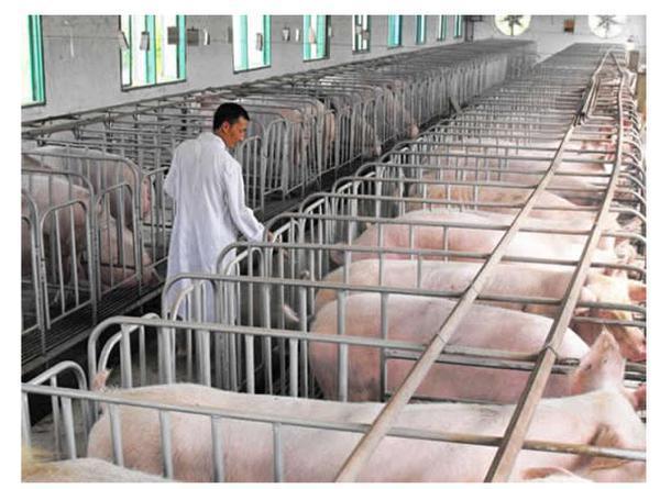 其中,公司将对种猪的培育作为重点,每头母猪的投入将在1.2万～1.