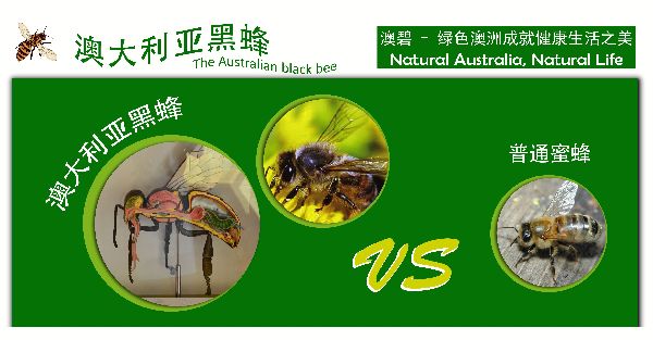 走进澳大利亚“澳碧”进口蜂蜜的生活