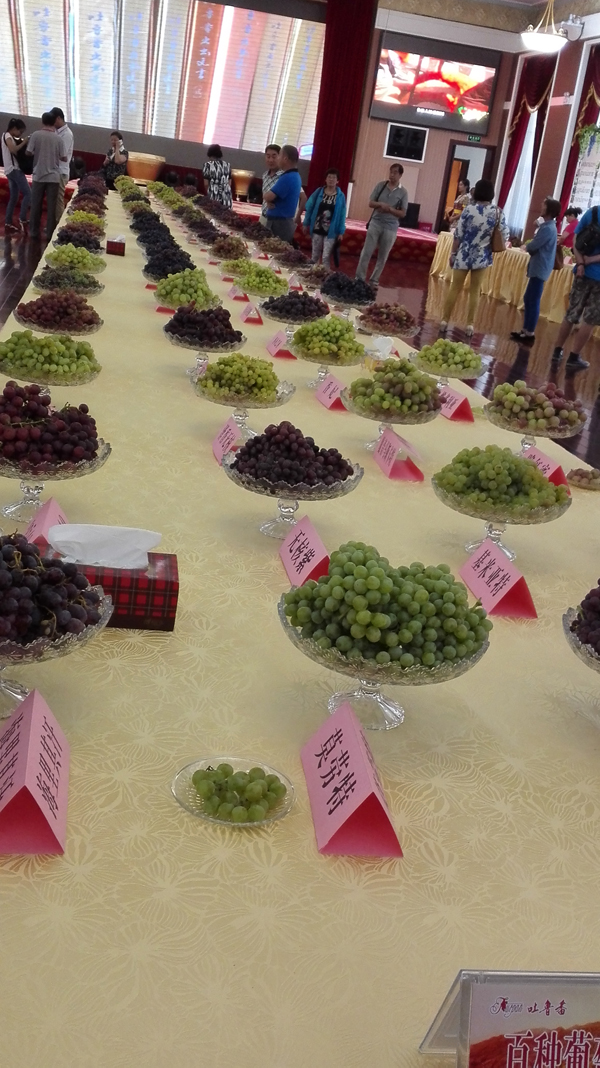 吐鲁番的葡萄熟了，阿娜尔汗的心醉了--2015吐鲁番百种葡萄—葡萄酒展示品鉴会召开