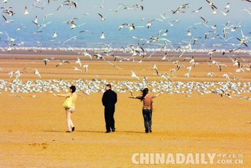河北秦皇岛城市名片：生态秦皇岛 鸟儿的天堂