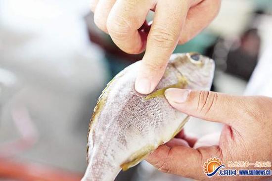 揭秘厦门海鲜安全供应链 鱼是否新鲜主要看鱼鳃