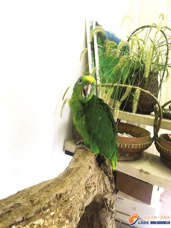 亚马逊鹦鹉在厦“迷路” 主人寻鸟心切5天瘦6斤