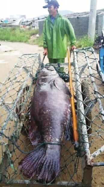 福清渔民捕获170斤重龙胆石斑鱼 被人高价买下