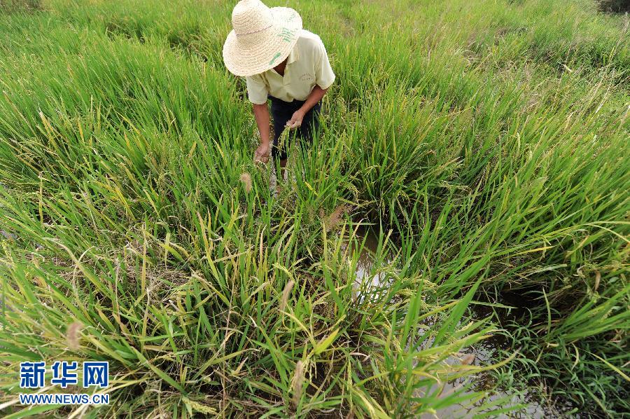 安徽早籼稻亩产减少 种植收益下降