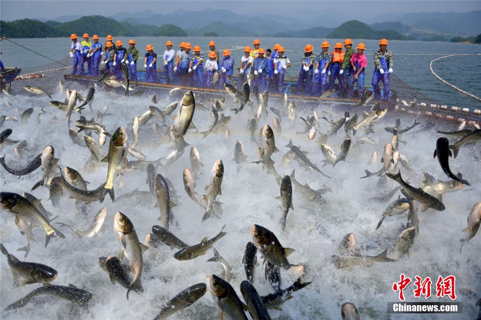 浙江杭州千岛湖巨网捕鱼 鱼群沸腾场面壮观