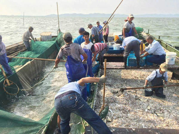 太湖湖鲜大量上市 开启高踏网大型捕捞作业模式