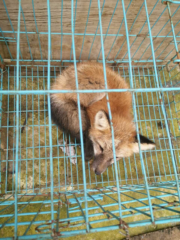 学校发现狐狸 动物园鉴定是只赤狐