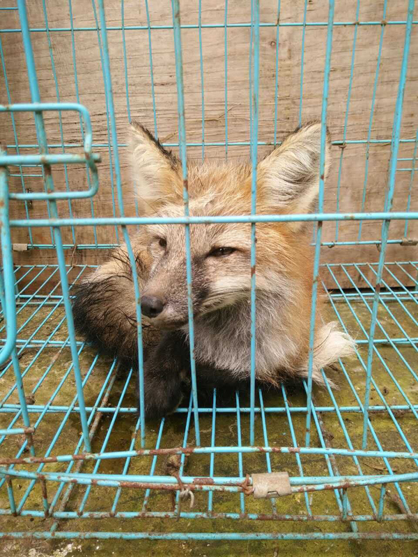 学校发现狐狸 动物园鉴定是只赤狐