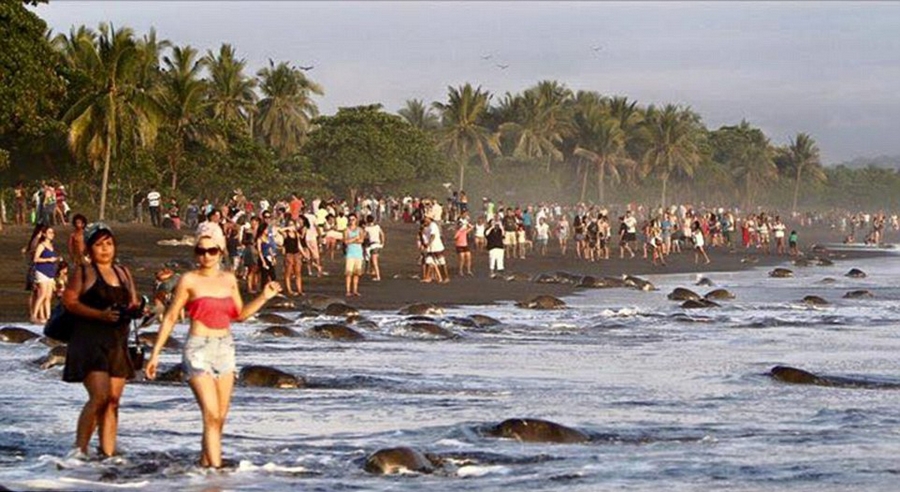 游客阻挡濒危丽龟上岸致其产卵难
