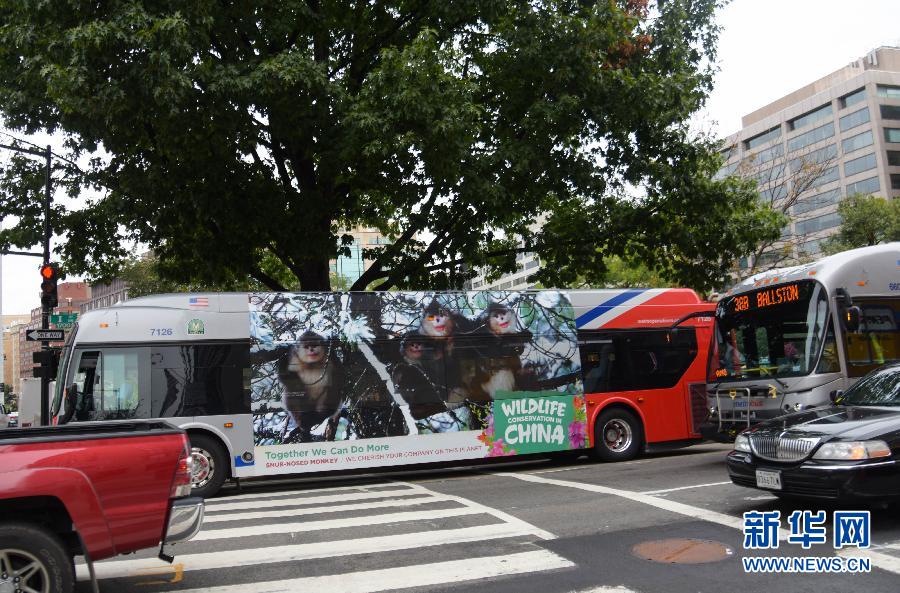 中国珍稀野生动物“现身”华盛顿公交车