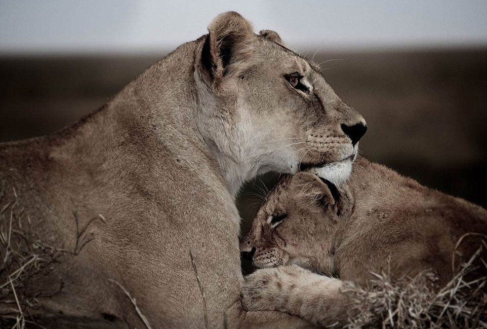 英国摄影师记录非洲野生动物生存惨境
