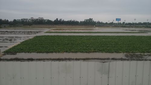 海水倒灌福州长乐机场排水渠　近三百亩农田被淹
