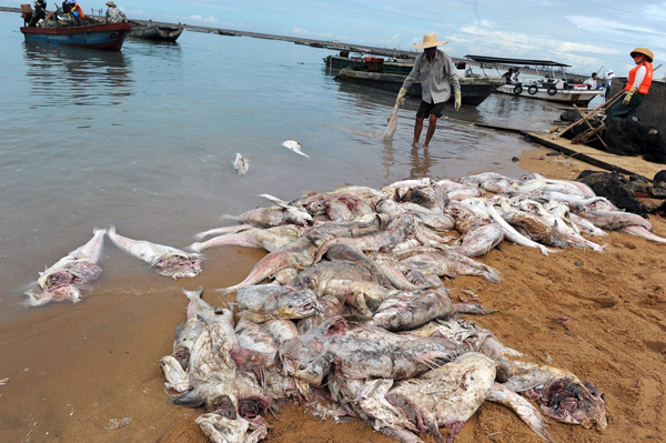 海口15万尾军曹鱼死亡 渔民损失超三千万