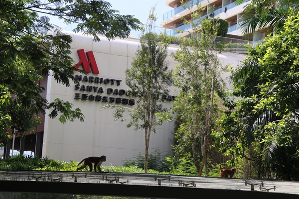 三亚酒店园区生态环境好 引来群猴与人“嬉戏”