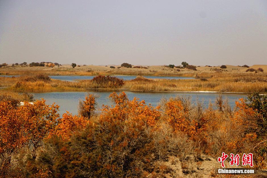 新疆塔克拉玛干沙漠现湖泊 水沙相连风光无限