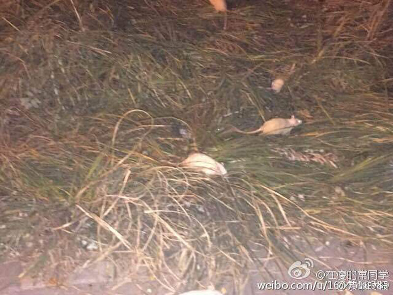 北京奥林匹克森林公园惊现大量白鼠