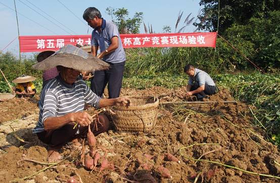 贵州开启甘薯种植产业化之路