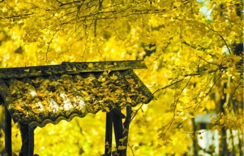 贵州有一个五彩的秋天 邀您来这缤纷世界