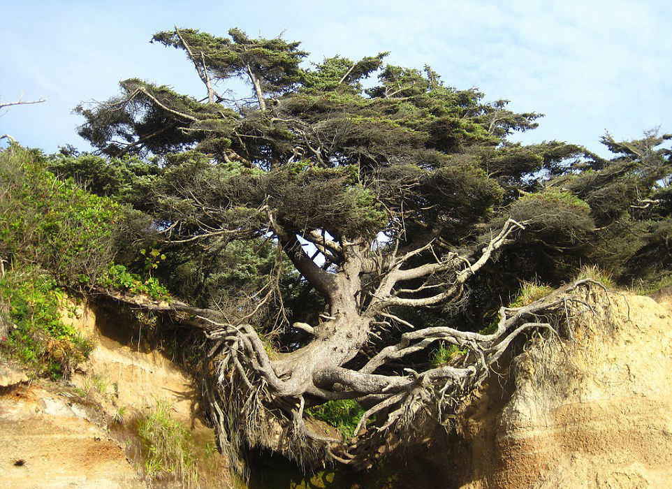 创造奇迹的“生命之树”： 悬崖沙漠皆能生存