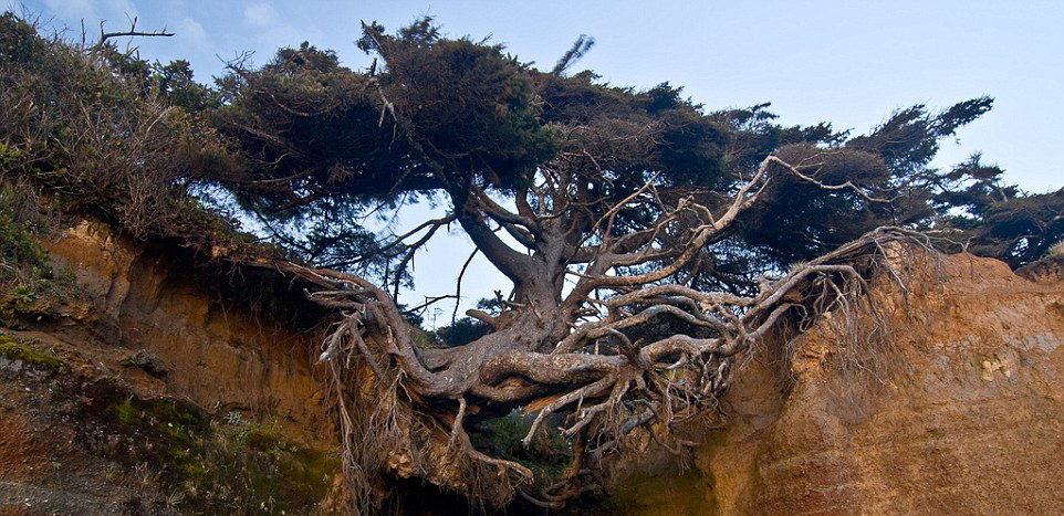 创造奇迹的“生命之树”： 悬崖沙漠皆能生存