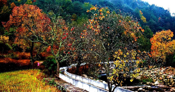 天峡赏红叶 发现大别山别样之美