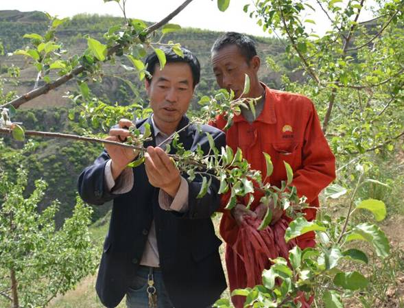 志丹县经济社会稳中向好 苹果业产值首破亿元大关
