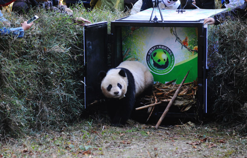 野化培训大熊猫“华姣”11月19日放归自然