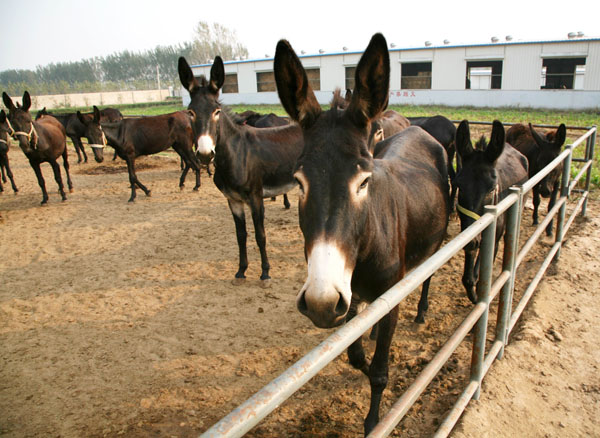 中国畜牧业协会驴业分会成立 呼吁把毛驴当药