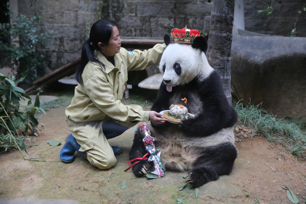 福州大熊猫“巴斯”喜迎35岁生日
