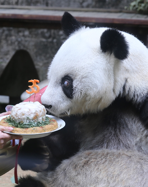福州大熊猫“巴斯”喜迎35岁生日