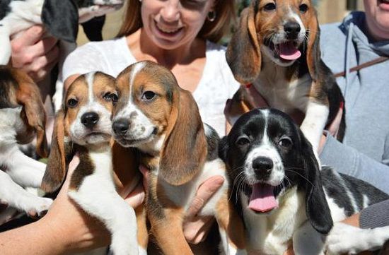 全球首批试管小狗诞生 新技术有望拯救濒危动物