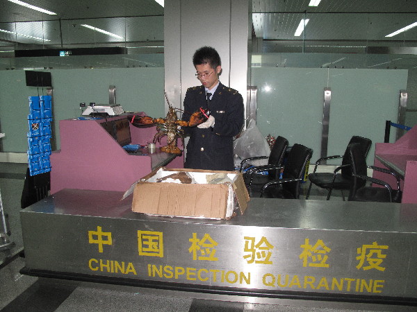 福州机场出入境检验检疫局截获来自加拿大活龙虾