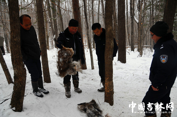 吉林白石山林业局首次发现虎踪 两头野猪被捕食