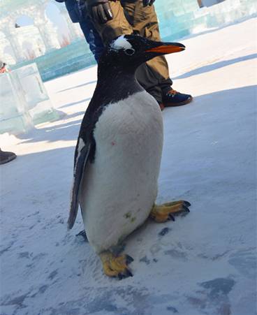 小企鹅“勇闯”哈尔滨冰雪大世界 憨态可掬引围观