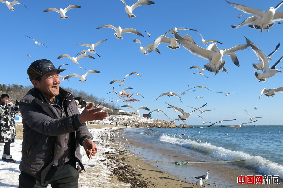大连69岁老人义务喂海鸥6年 呼吁保护环境爱护动物（组图）