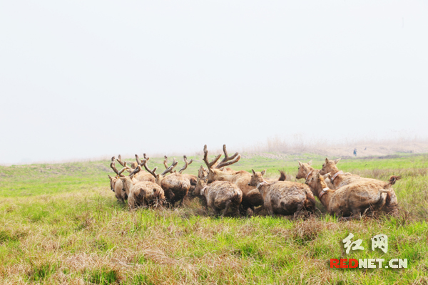16头麋鹿引种放归东洞庭湖区 将改善麋鹿种群结构