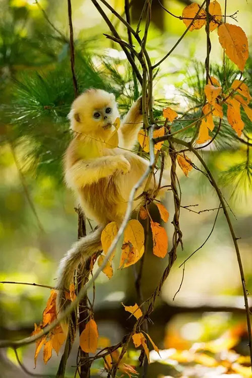 密林精灵金丝猴“遨游蓝天”