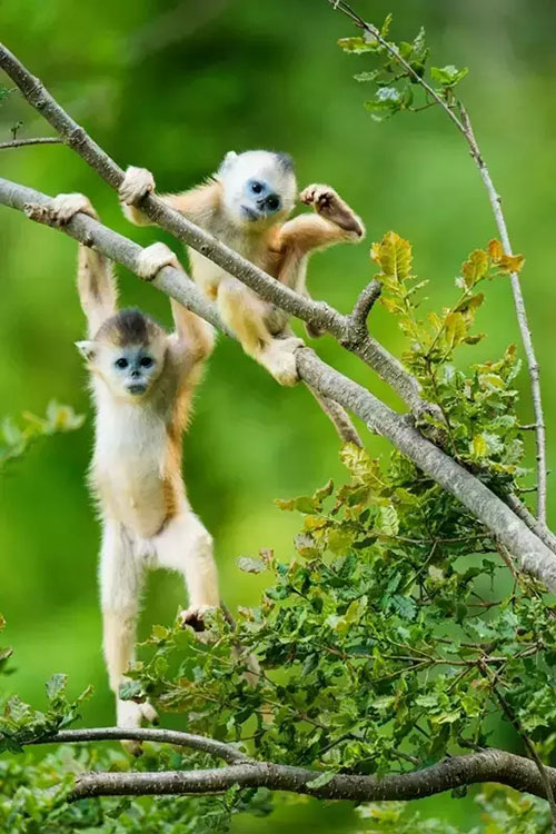 密林精灵金丝猴“遨游蓝天”