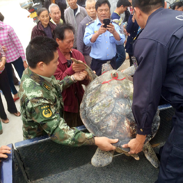 海南东方渔民误捕野生海龟 边防民警与渔民一起放生