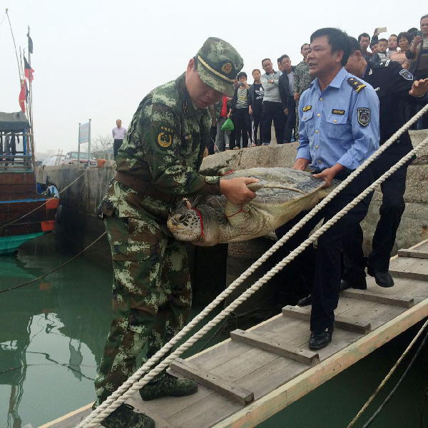 海南东方渔民误捕野生海龟 边防民警与渔民一起放生