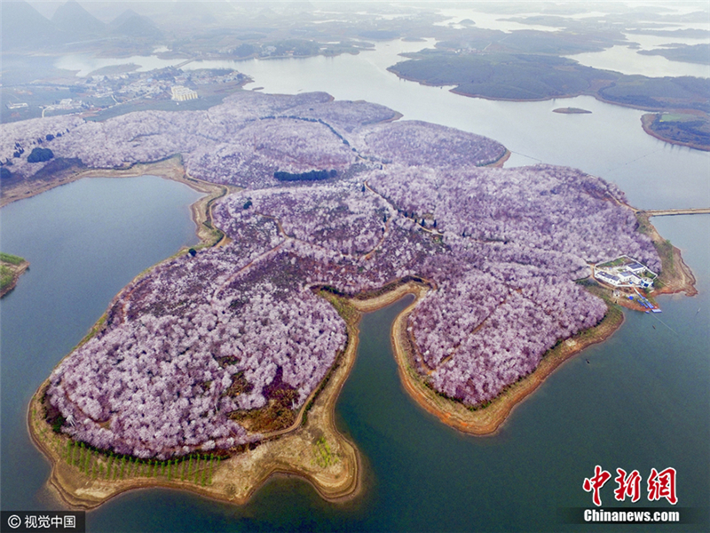 航拍贵阳红枫湖畔万亩花海 美景醉人