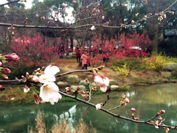 太湖国际樱花节开幕 上万株樱花进入盛花期