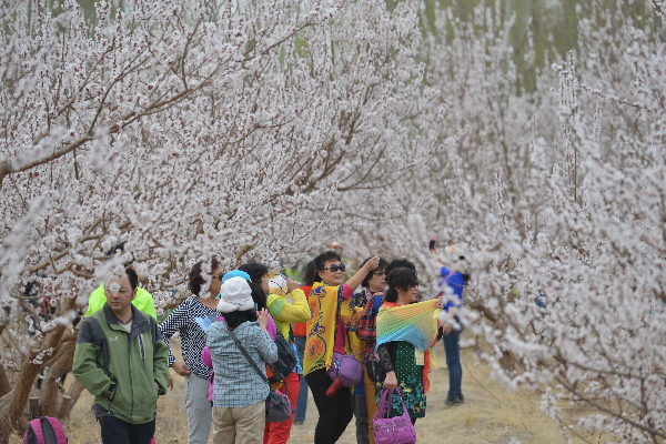新疆第一春·吐鲁番第四届杏花季盛大开启