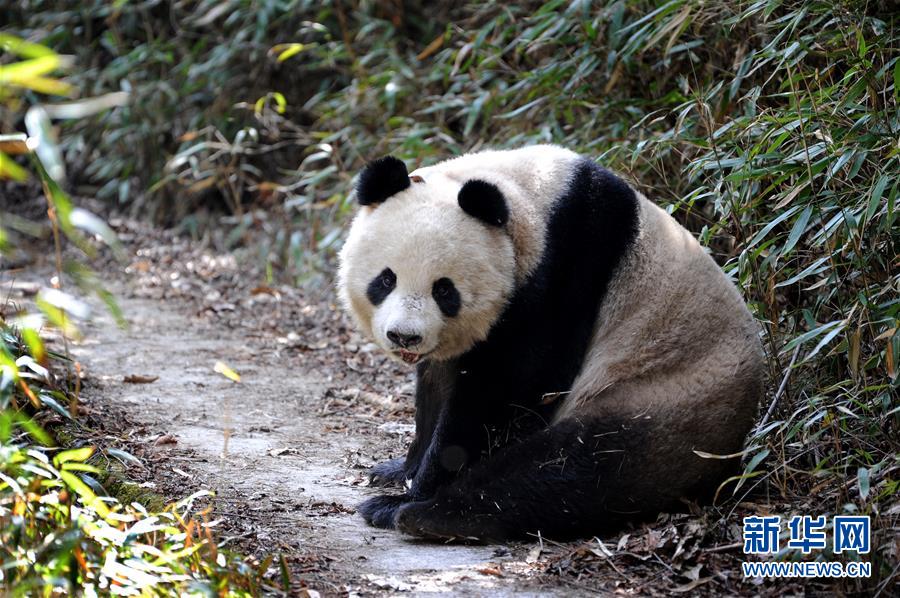 陕西佛坪：偶遇野生大熊猫