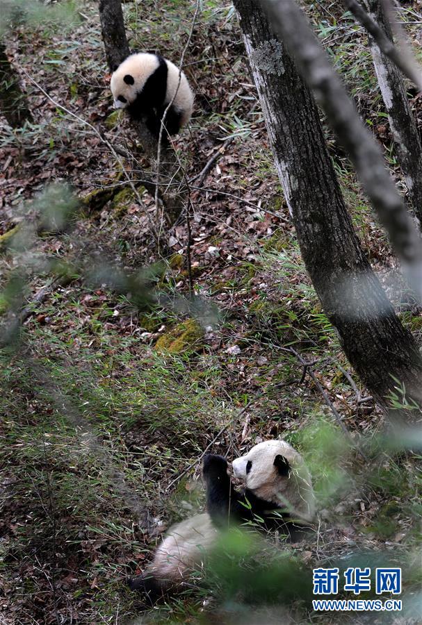 陕西佛坪：偶遇野生大熊猫