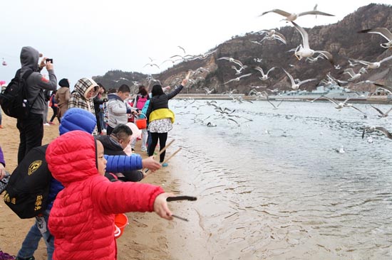 大连第七届“老虎滩海鸟保护节”启幕