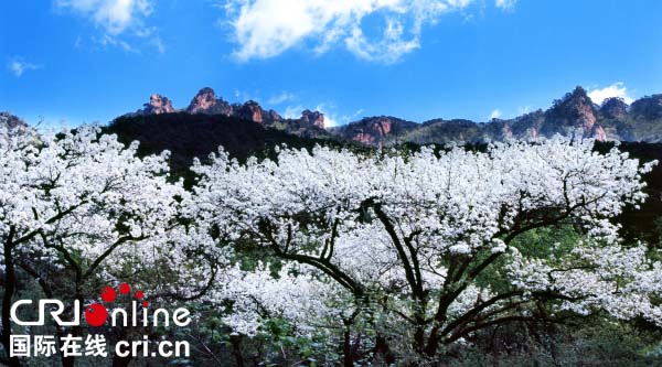 “中国·鞍山（千山）梨花节”4月23日启动 将持续一个月