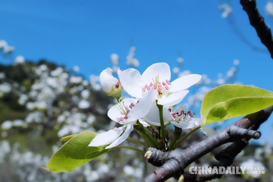 2016中国•鞍山（千山）梨花节：给你一张春日的请柬